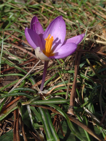 Romulea bulbocodium e Crocus biflorus